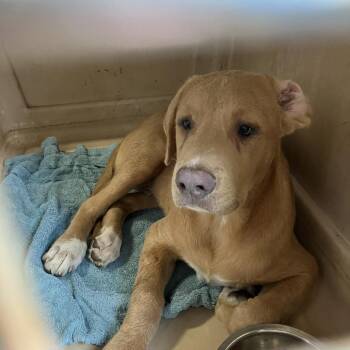 Ox -  Labrador Retriever Dog for Adoption in Jacksonville, Florida - Ox | PetCurious