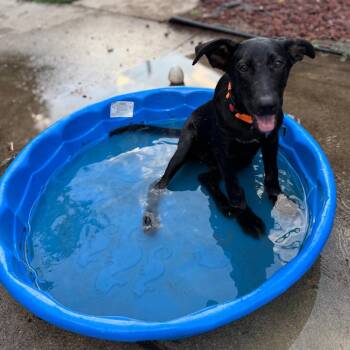 Hoops * -  German Shepherd Dog and Mixed Breed Dog for Adoption in Ferndale, Michigan - Hoops * | PetCurious