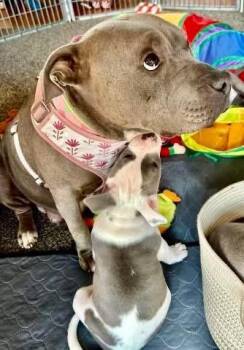 Rescue American Staffordshire Terrier Dogs for Adoption in Media, Pennsylvania - Mocha | PetCurious