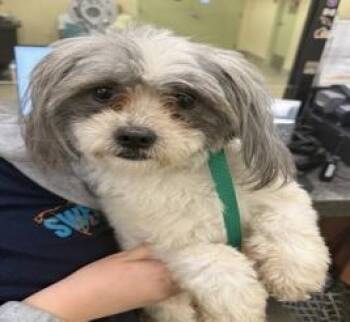 Havanese Dogs Available for Adoption in Sarasota, Florida - Farrah | PetCurious