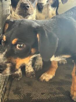 Australian Cattle Dog Blue Heeler and Terrier Dogs Available for Adoption in Belton, Texas - Kendall | PetCurious