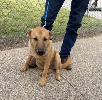 Keeshond Dogs Available for Adoption in Owensboro, Kentucky - Timmy | PetCurious