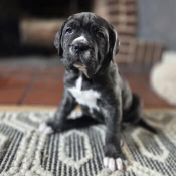 Mastiff Dogs Available for Adoption - Rebel | PetCurious