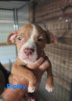 Ripley -  Chocolate Labrador Retriever and Mixed Breed Dog for Adoption in Hortense, Georgia - Ripley | PetCurious