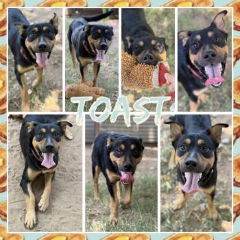 Toast -  Shepherd and Mixed Breed Dog for Adoption in Fort Smith, Arkansas - Toast | PetCurious