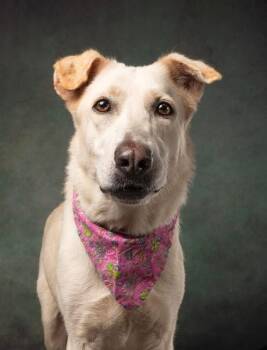 Rescue Labrador Retriever Dogs for Adoption in Brewster, New York - Cantaloupe | PetCurious