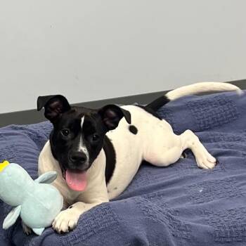 Finlay (Stella) -  Mixed Breed Dog for Adoption in Roanoke, Virginia - Finlay (Stella) | PetCurious