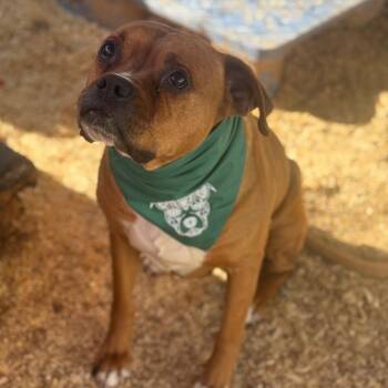 Boxer Dogs Available for Adoption - Rusty | PetCurious