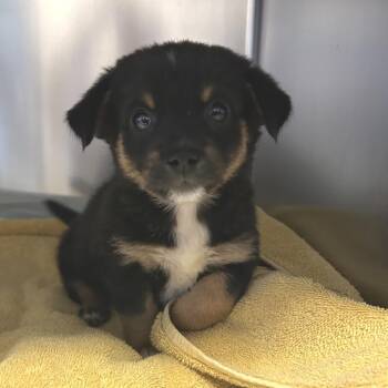IVHS-Stray-143453 -  Chihuahua Dog for Adoption in San Gabriel, California - IVHS-Stray-143453 | PetCurious