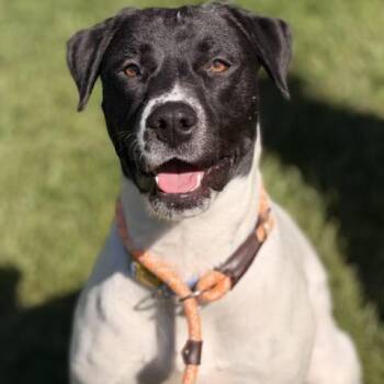 Rescue Great Pyrenees and Rat Terrier Dogs for Adoption in Sparta, New Jersey - Girlie | PetCurious