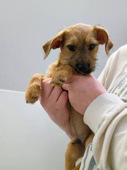 Terrier and Mixed Breed Dogs Available for Adoption in Beatrice, Nebraska - Denver | PetCurious