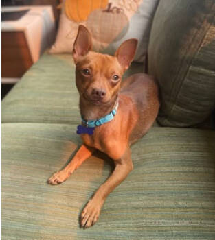 Rescue Chihuahua Dogs for Adoption in Bothell, Washington - Chaco | PetCurious