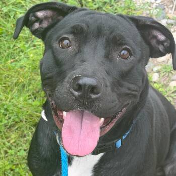 Lou -  Labrador Retriever and American Staffordshire Terrier Dog for Adoption in Grand Rapids, Michigan - Lou | PetCurious