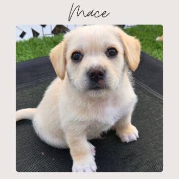 French Bulldog and Pomeranian Dogs Available for Adoption - MACE | PetCurious