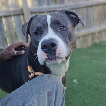 Terrier and Mixed Breed Dogs Available for Adoption in St. Louis, Missouri - Petrol Pete | PetCurious