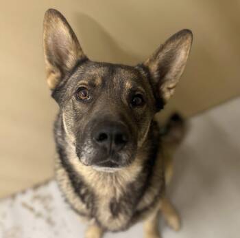 Trident -  German Shepherd Dog Dog for Adoption in Hiawatha, Kansas - Trident | PetCurious