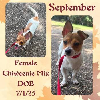 September -  Chiweenie Dog for Adoption in Caldwell, Texas - September | PetCurious