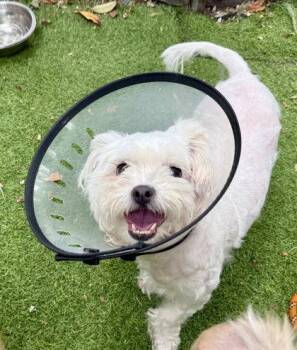 Jana -  Mixed Breed Dog for Adoption in Oakland, California - Jana | PetCurious