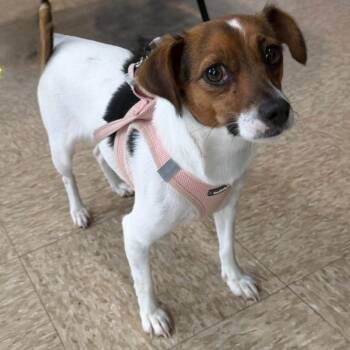 Pom Pom -  Jack Russell Terrier Dog for Adoption - Pom Pom | PetCurious