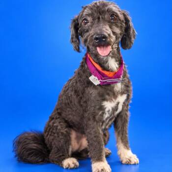 Amy -  Poodle and Terrier Dog for Adoption in San Diego, California - Amy | PetCurious