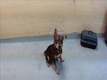 HAMMY -  German Shepherd Dog and Mixed Breed Dog for Adoption in Tulsa, Oklahoma - HAMMY | PetCurious