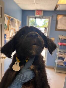 Annie yellow collar -  Affenpinscher Dog for Adoption in Morgantown, Kentucky - Annie Yellow Collar | PetCurious
