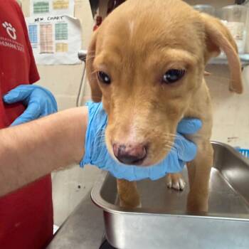 Scout -  Terrier Dog for Adoption in Birmingham, Alabama - Scout | PetCurious