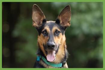 Berkley -  German Shepherd Dog and Hound Dog for Adoption in Amherst, Massachusetts - Berkley | PetCurious