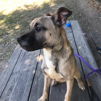 Skittles -  Shepherd Dog for Adoption in Little Rock, Arkansas - Skittles | PetCurious
