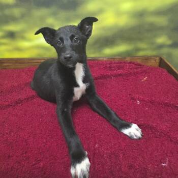 Shepherd Dogs Available for Adoption - Daphne | PetCurious