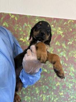 Shepherd and Mixed Breed Dogs Available for Adoption in San Antonio, Texas - Kay | PetCurious