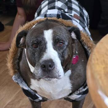 American Staffordshire Terrier Dogs Available for Adoption - Allikai | PetCurious