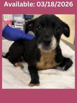 Labrador Retriever and Pit Bull Terrier Dogs Available for Adoption in Greenville, Texas - Dog Kennel #14 | PetCurious