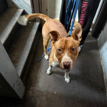 Rescue Husky and Terrier Dogs for Adoption in St. Louis, Missouri - Mall Cop | PetCurious