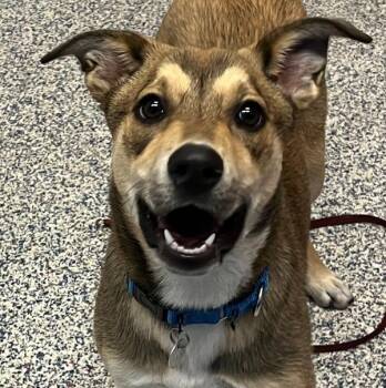 Cali -  Shepherd Dog Available for Adoption in Golden, Colorado - Cali | PetCurious