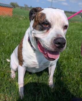 Nova -  American Bulldog Dog for Adoption in Defiance, Ohio - Nova | PetCurious