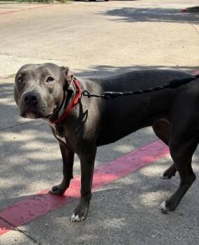 Rescue Pit Bull Terrier and Mixed Breed Dogs for Adoption in Fort Worth, Texas - 59431962 | PetCurious