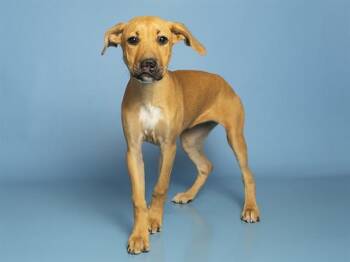 ROSIE -  German Shepherd Dog and Mixed Breed Dog for Adoption in Phoenix, Arizona - ROSIE | PetCurious