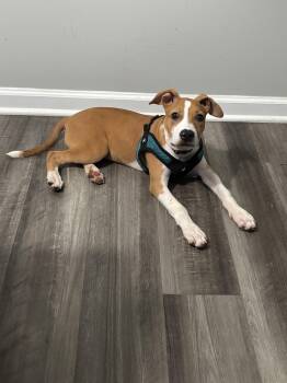 Betsy Ross -  American Staffordshire Terrier and Terrier Dog for Adoption in Holly Springs, North Carolina - Betsy Ross | PetCurious