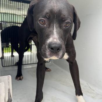 Erik -  Boxer and Pit Bull Terrier Dog for Adoption in Beaumont, Texas - Erik | PetCurious