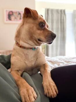 French Bulldog and Chihuahua Dogs Available for Adoption in Calgary, Alberta - Dusan | PetCurious