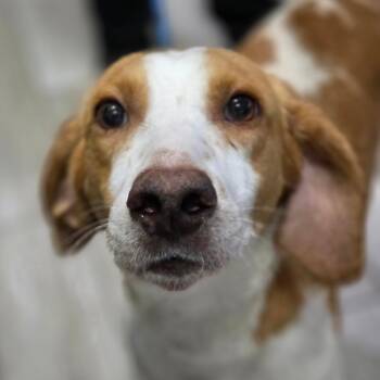 Hound Dogs Available for Adoption in Chatham, Virginia - Milford | PetCurious