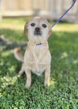 Wally -  Fox Terrier Dog for Adoption in Victorville, California - Wally | PetCurious