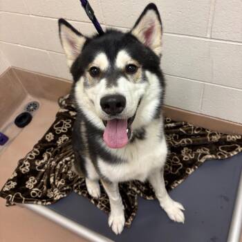 Telemachus -  Husky Dog for Adoption in Reno, Nevada - Telemachus | PetCurious