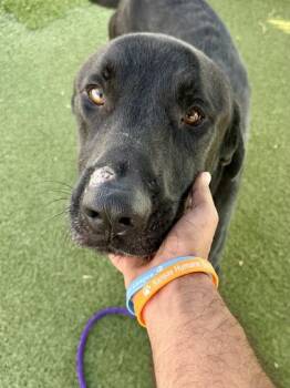 Artemis -  Mixed Breed Dog for Adoption in Wichita, Kansas - Artemis | PetCurious