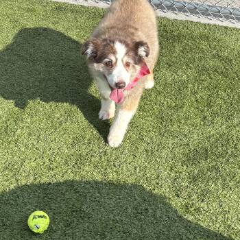 Penny -  Australian Shepherd Dog Available for Adoption in Liberty, Missouri - Penny | PetCurious