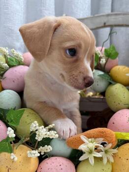 Dachshund Dogs Available for Adoption - Udon - Noodle Pup | PetCurious