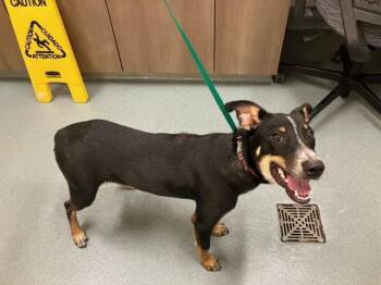 TUCKER -  Australian Cattle Dog Blue Heeler and Rat Terrier Dog for Adoption in Baytown, Texas - TUCKER | PetCurious