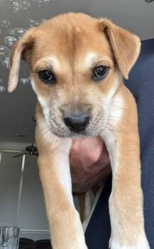Mastiff Dogs Available for Adoption in The Woodlands, Texas - Cindy | PetCurious