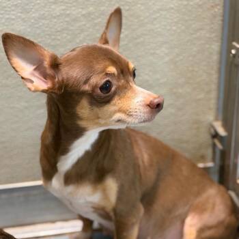 Chihuahua Dogs Available for Adoption in Brownsboro, Alabama - Yo Quiero | PetCurious